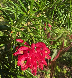 Grevillea 'Olympic Flame'
