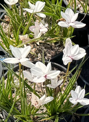 Rhodohypoxis baurii 'The Bride'