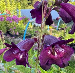Penstemon 'Blackbird'