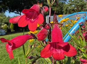 Penstemon 'Garnet'