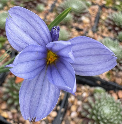 Sisyrinchium 'Blue Ice'