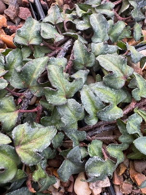 Hedera helix 'Minima'