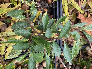 Ulmus parviflora 'Yatsubusa'