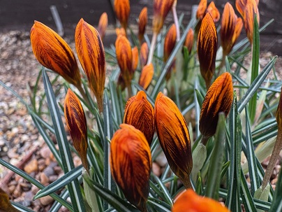 Crocus olivieri 'Orange Monarch'