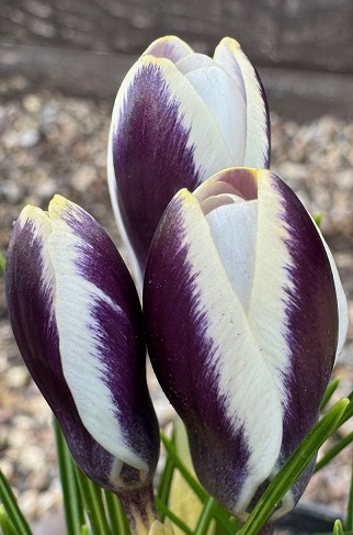 Crocus chrysanthus 'Panda'