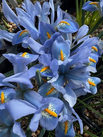 Iris reticulata 'Blue Planet'