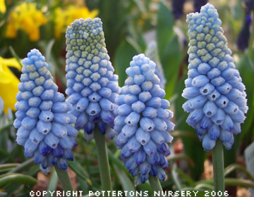 Muscari armeniacum 'Valerie Finnis' 