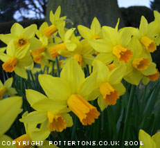 Narcissus cyclamineus 'Jetfire' 