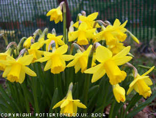 Narcissus cyclamineus 'Tete-a-Tete' 