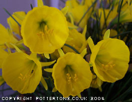 Narcissus obesus