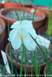 Olsynium douglasii 'Album' 