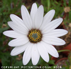 Osteospermum 'Weetwood' 