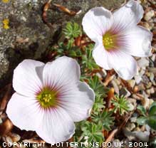 Oxalis enneaphylla 'Ute'