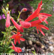 Penstemon pinifolius 