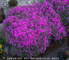 Phlox subulata 'McDaniels Cushion' 