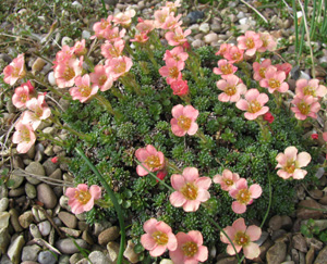 Saxifraga 'Bohemia' 
