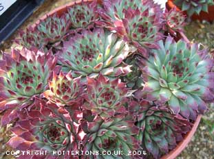 Sempervivum calcareum 