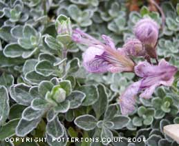 Teucrium aroanium