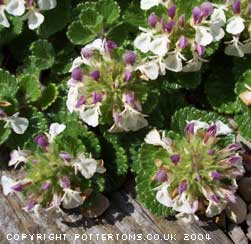 Teucrium pyrenaicum 