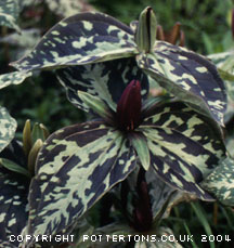 Trillium cuneatum hybrid