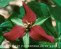 Trillium erectum