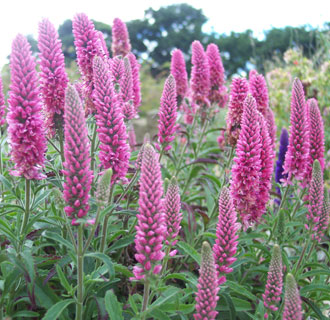 Veronica spicata 'Heidekind' 