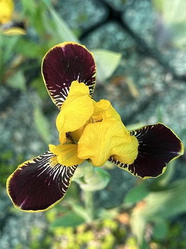 Iris 'Bumblebee Delite'